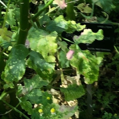 Opopanax chironius — leaf