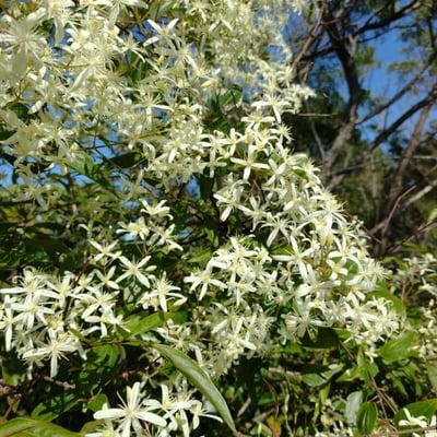 Clematis glycinoides — habit
