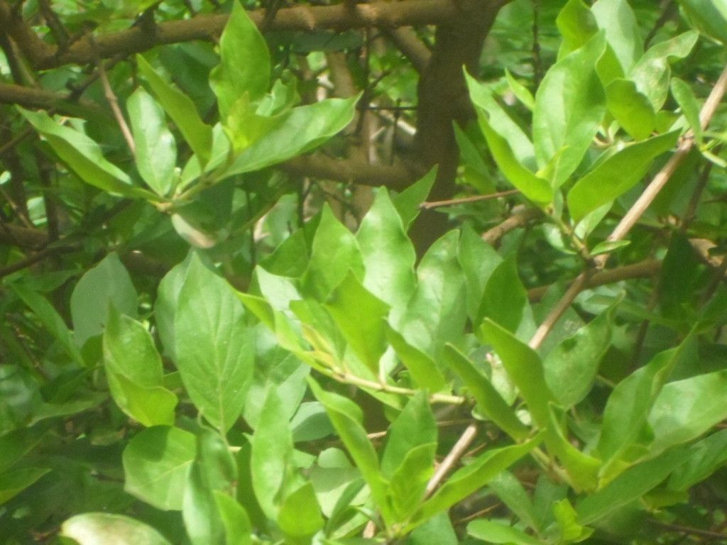 Feretia apodanthera