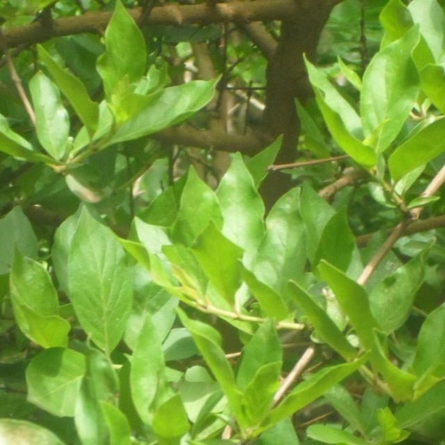 Feretia apodanthera