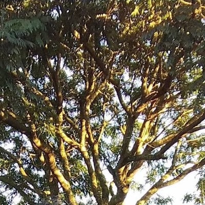 Pterodon emarginatus — leaf