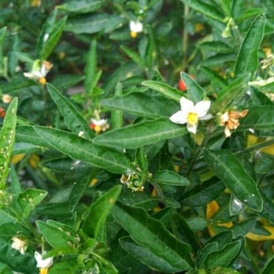 Solanum americanum — flower