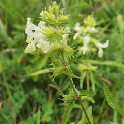 Stachys annua — flower