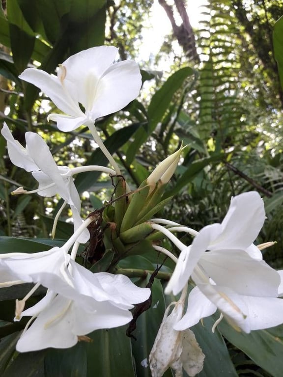 White garland-lily