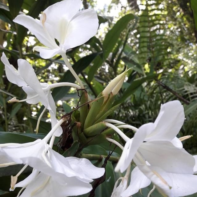 Hedychium coronarium — flower