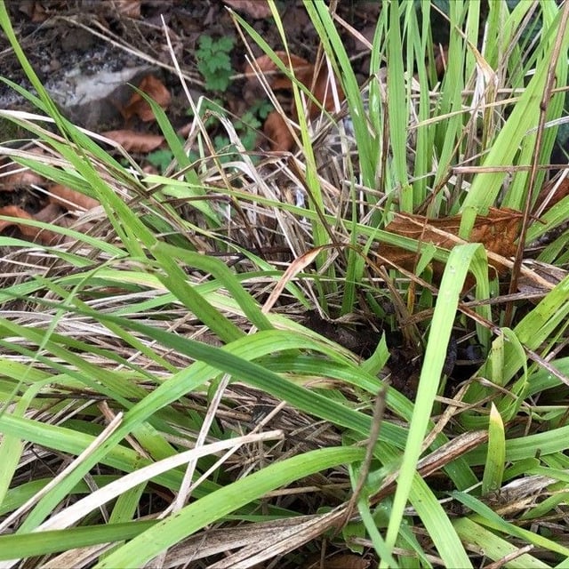 Arrhenatherum longifolium — leaf