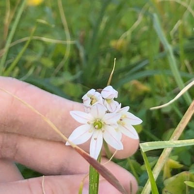 Allium canadense — flower