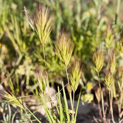 Bromus madritensis — flower