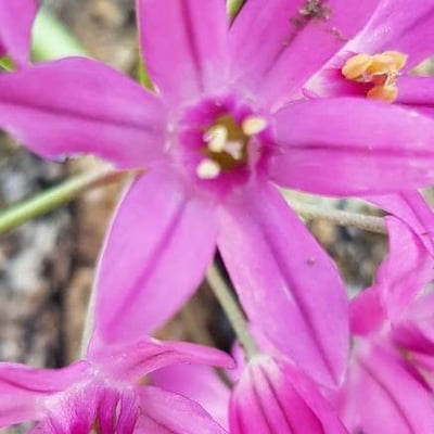Allium acuminatum — flower