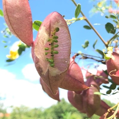 Colutea arborescens — flower