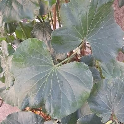 Piper regnellii — leaf