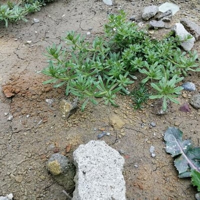 Galium spurium — leaf