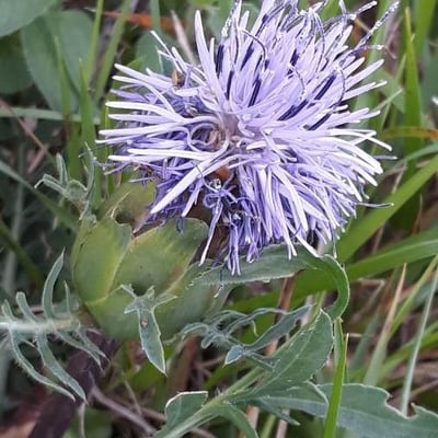 Carthamus mitissimus — flower