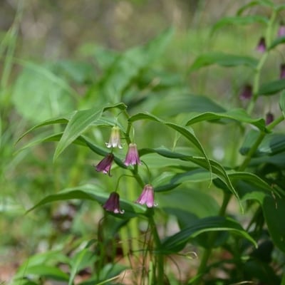 Streptopus lanceolatus — flower