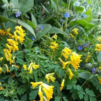 Corydalis aurea — flower