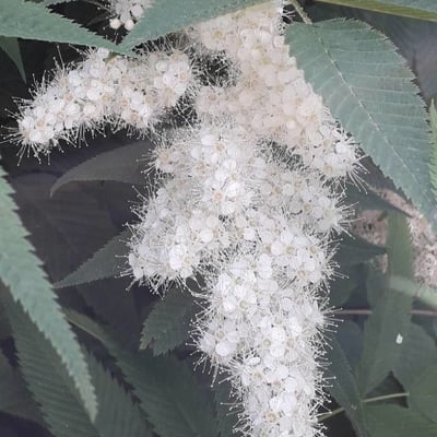 Sorbaria sorbifolia — flower