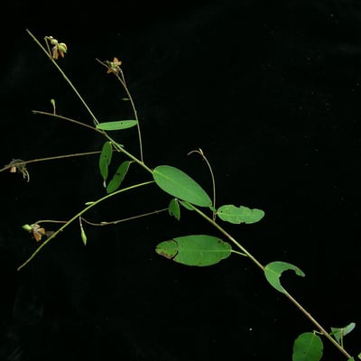 Codariocalyx motorius — habit