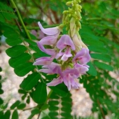 Abrus precatorius — flower