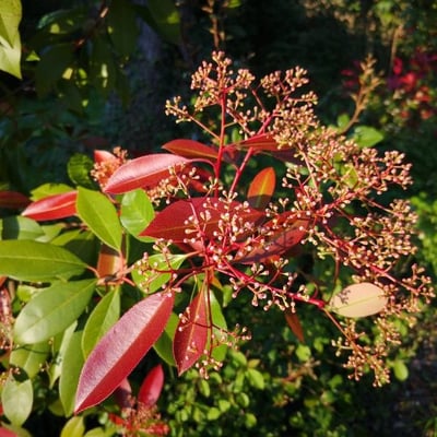 Photinia serratifolia — flower