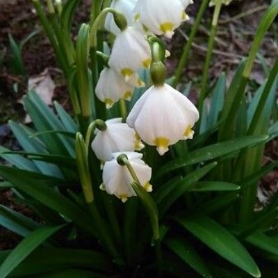 Leucojum vernum — flower