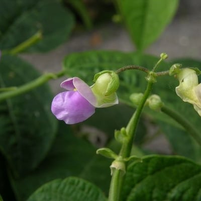 Phaseolus lunatus — flower