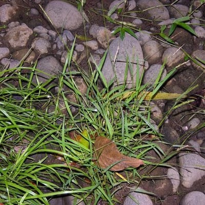 Sacciolepis indica — habit