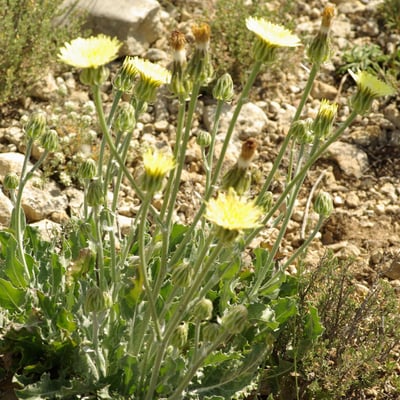 Crepis albida — flower
