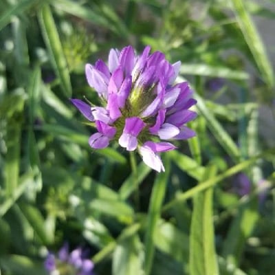 Bituminaria bituminosa — flower