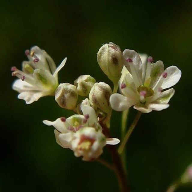 Thysanocarpus curvipes — flower