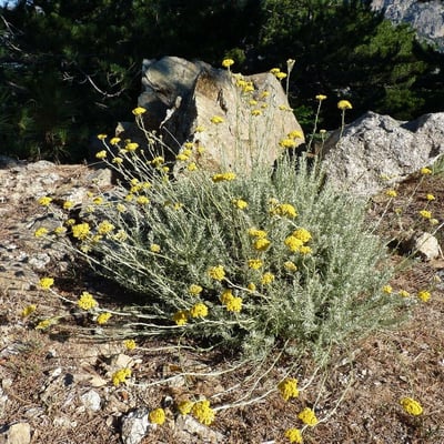 Helichrysum italicum — flower
