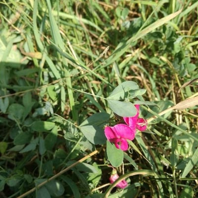 Lathyrus tuberosus — flower