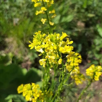 Barbarea verna — flower