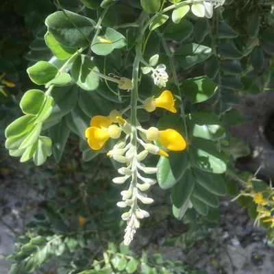 Sophora tomentosa — flower