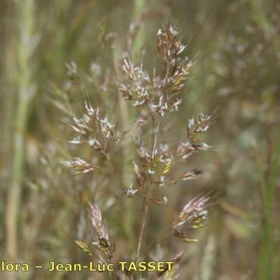 Agrostis castellana — flower