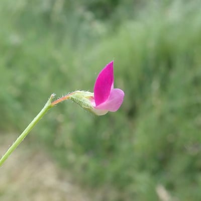 Lathyrus hirsutus — flower