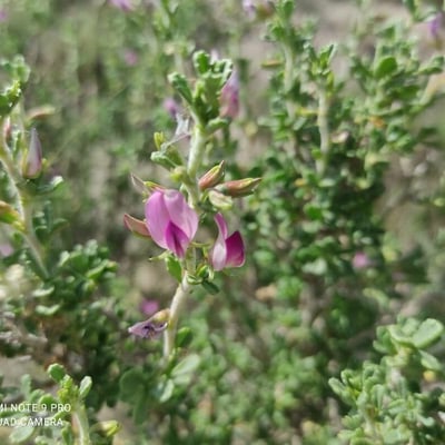 Ononis tridentata — flower