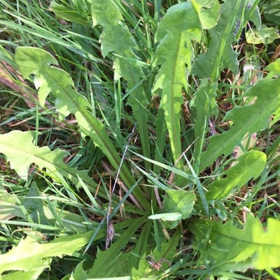 Taraxacum croceiflorum — leaf