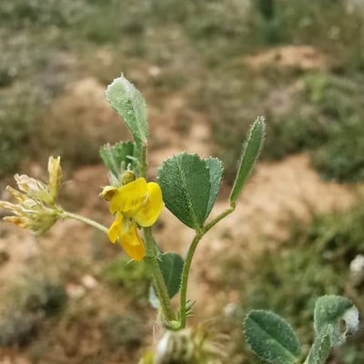 Medicago rigidula — flower