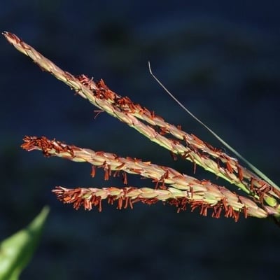 Tripsacum dactyloides — flower