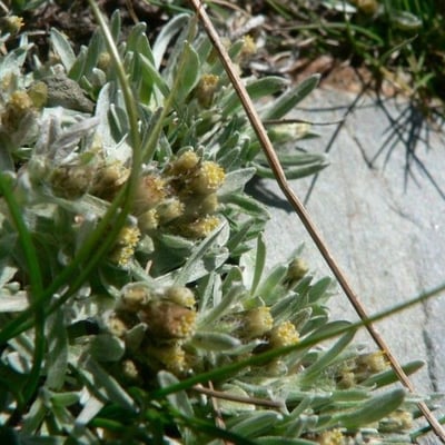 Gnaphalium supinum — flower