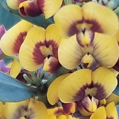Daviesia latifolia — flower
