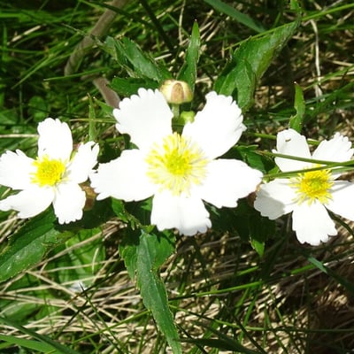 Ranunculus aconitifolius — flower