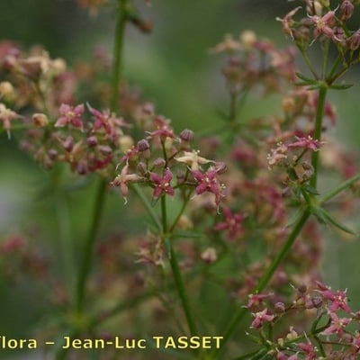 Galium obliquum — flower