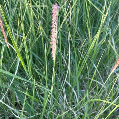 Cenchrus ciliaris — flower