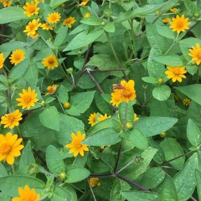 Melampodium divaricatum — flower