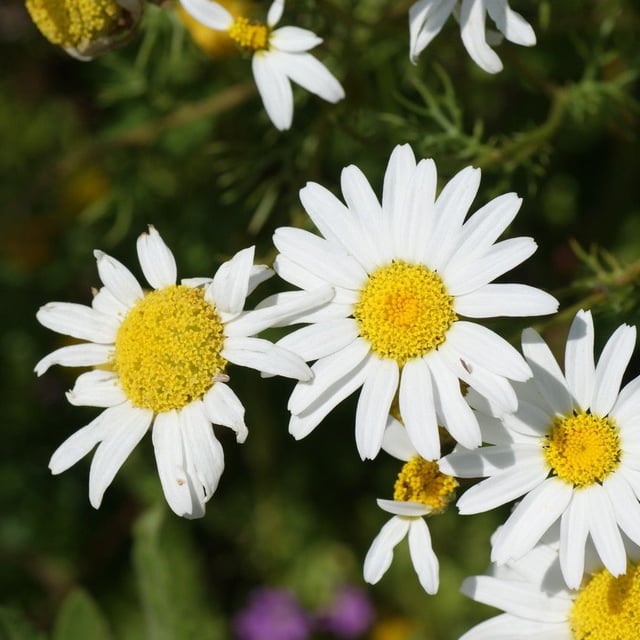 Anthemis arvensis — flower