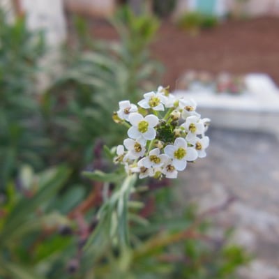Lepidium heterophyllum — flower