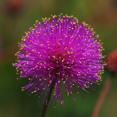 Mimosa quadrivalvis — flower