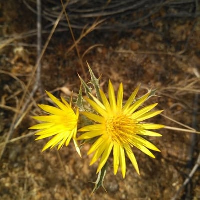 Carlina corymbosa — flower