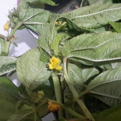 Corchorus olitorius — flower